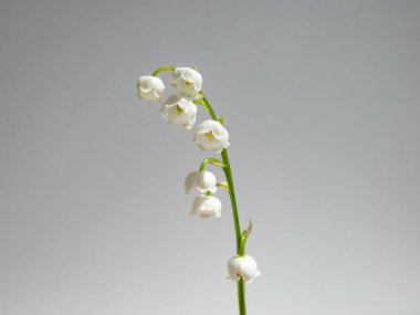 Vadideki Zambak 'ın (Convallaria majalis) tatlı kokulu, çan şeklinde beyaz çiçekleri parlak güneş ışığında beyaz arka planda izole edilmiş yakın çekim makro çekimi. Zarif çiçek arkaplanı