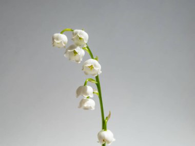 Vadideki Zambak 'ın (Convallaria majalis) tatlı kokulu, çan şeklinde beyaz çiçekleri parlak güneş ışığında beyaz arka planda izole edilmiş yakın çekim makro çekimi. Zarif çiçek arkaplanı