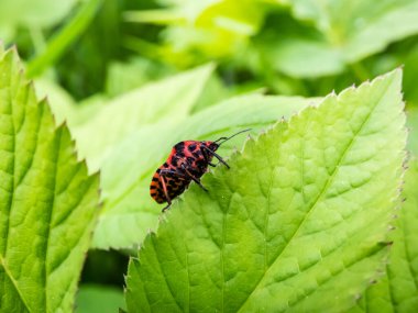 Yetişkin çizgili kalkan böceği (Graphosoma lineatum) yazın yeşil bir yaprağın üzerinde, geniş siyah boylamsal çizgilerle kırmızı renkte kalmaktadır. Alt görünüm - birçok küçük siyah noktalı kırmızı