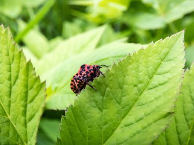 Yetişkin çizgili kalkan böceği (Graphosoma lineatum) yazın yeşil bir yaprağın üzerinde, geniş siyah boylamsal çizgilerle kırmızı renkte kalmaktadır. Alt görünüm - birçok küçük siyah noktalı kırmızı