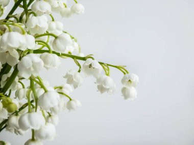 Tatlı kokulu, çan şeklinde, vadideki Zambak 'ın (Convallaria majalis) tatlı kokulu beyaz çiçekleri beyaz arka planda, parlak güneş ışığında izole edilmiştir. Zarif çiçek arkaplanı