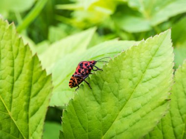 Yetişkin çizgili kalkan böceği (Graphosoma lineatum) yazın yeşil bir yaprağın üzerinde, geniş siyah boylamsal çizgilerle kırmızı renkte kalmaktadır. Alt görünüm - birçok küçük siyah noktalı kırmızı