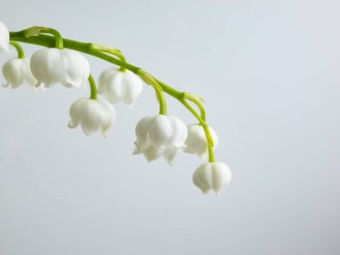 Tatlı kokulu, çan şeklinde, vadideki Zambak 'ın (Convallaria majalis) tatlı kokulu beyaz çiçekleri beyaz arka planda, parlak güneş ışığında izole edilmiştir. Zarif çiçek arkaplanı