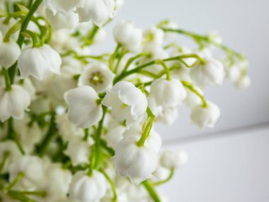 Beyaz arka planda parlak güneş ışığında izole edilmiş bir bukette vadideki Zambak 'ın (Convallaria majalis) tatlı kokulu, çan şeklinde beyaz çiçekleri. Zarif çiçek arkaplanı