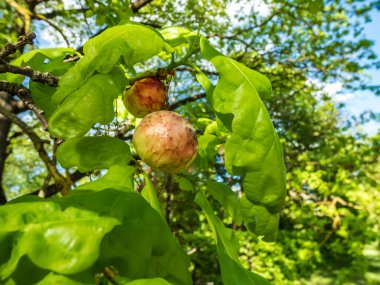 İngiliz meşesi (Quercus robur) üzerindeki genç safra yaban arısı (Biorhiza pallida). Eşek arısı yaprak tomurcuklarının içine yumurtlar ve yaban arısının larvaları içinde geliştikçe bitki dokuları şişer.