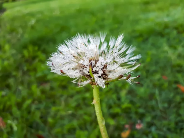 Plan Macro Rapproché Gouttelettes Eau Dans Tête Humide Plante Pissenlit — Photo