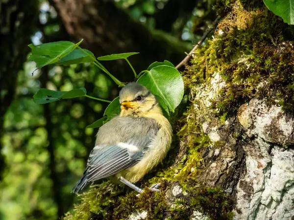 Beautiful Small Eurasian Blue Tit Cyanistes Caeruleus Parus Caeruleus Chick — Zdjęcie stockowe