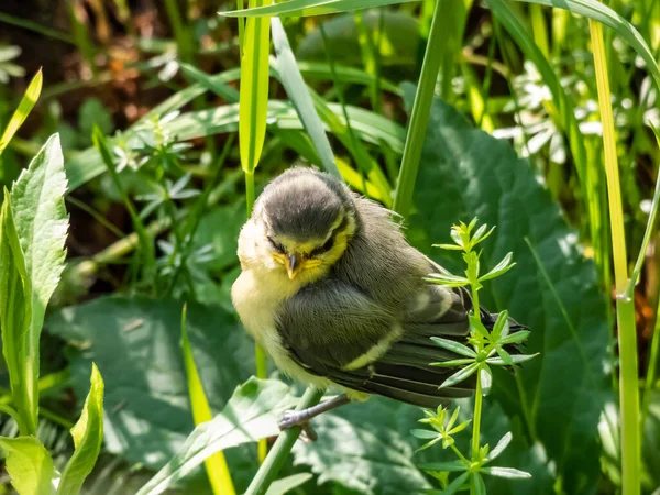 Beautiful Small Eurasian Blue Tit Cyanistes Caeruleus Parus Caeruleus Chick — Φωτογραφία Αρχείου