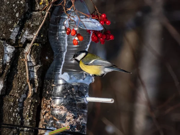 Great Tit Parus Major Visiting Bird Feeder Made Reused Plastic — Stockfoto