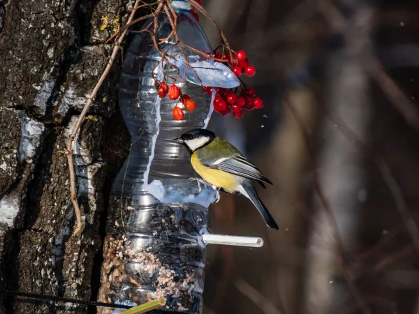 Great Tit Parus Major Visiting Bird Feeder Made Reused Plastic — Stock Fotó