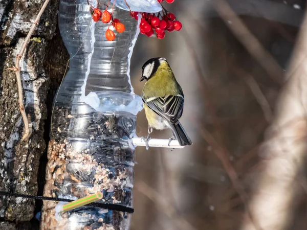 Велика Цицька Parus Major Годівниця Птахів Виготовлена Повторно Використаної Пластикової — стокове фото