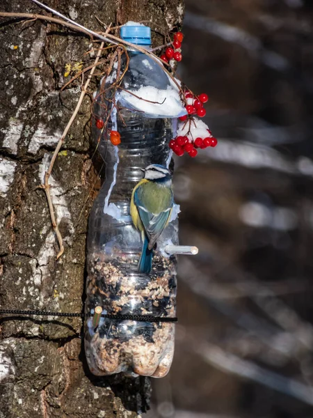 Eurasian Blue Tit Cyanistes Caeruleus Visiting Bird Feeder Made Reused — Photo