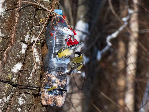 Great Tit Parus Major Visiting Bird Feeder Made Reused Plastic — Stockfoto