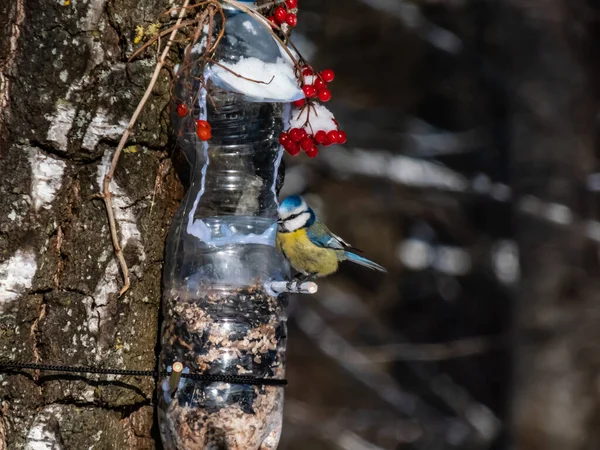 Eurasian Blue Tit Cyanistes Caeruleus Visiting Bird Feeder Made Reused — Foto de Stock