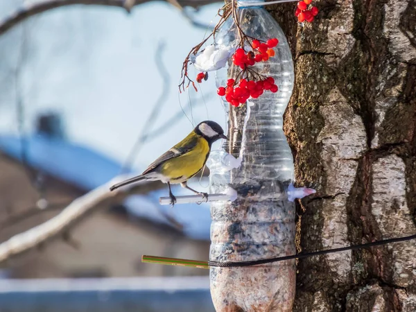 Great Tit Parus Major Visiting Bird Feeder Made Reused Plastic — 图库照片