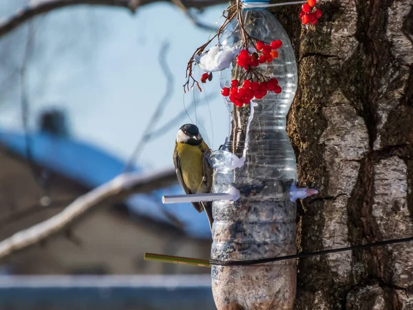 Большая Синица Parus Major Посещает Кормушку Птиц Сделанную Многоразовой Пластиковой — стоковое фото