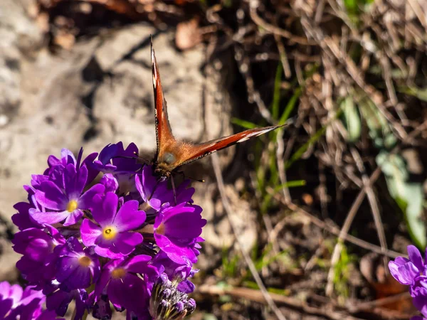Makro Strzał Piękny Kolorowy Motyl Europejski Paw Lub Paw Motyl — Zdjęcie stockowe