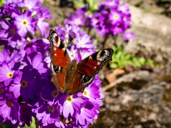Makroaufnahme Eines Schönen Farbenfrohen Schmetterlings Europäischer Pfau Oder Pfauenfalter Aglais — Stockfoto