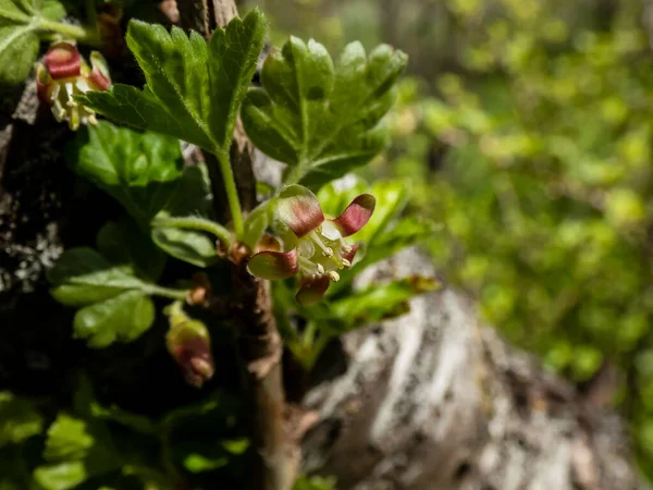Makro Piękne Szczegółowe Agrest Ribes Uva Crispa Zielony Czerwony Kwiat — Zdjęcie stockowe
