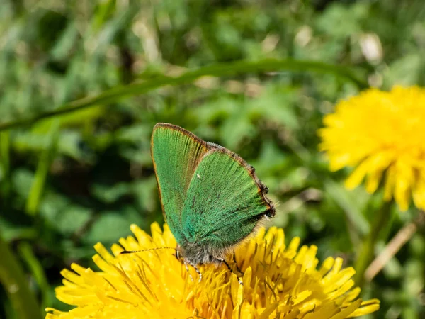 Macro Bela Borboleta Linha Cabelo Verde Callophrys Rubi Sentado Flor — Fotografia de Stock