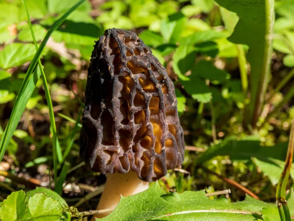 Makro Brun Och Svart Frukt Kropp Morchella Sanna Morels Ätliga — Stockfoto