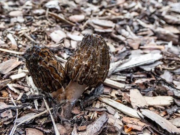 Two Fruit Bodies Morchella True Morels Edible Mushrooms Honeycomb Appearance — Stock Photo, Image