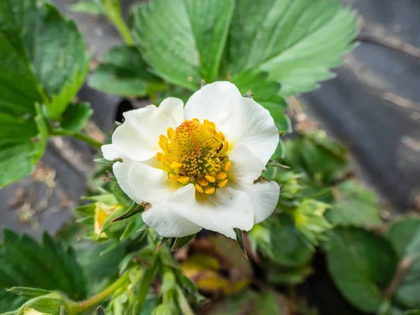 Macro Fiore Fragola Con Dettagliati Stami Lunghezza Variabile Androico Disposti — Foto Stock