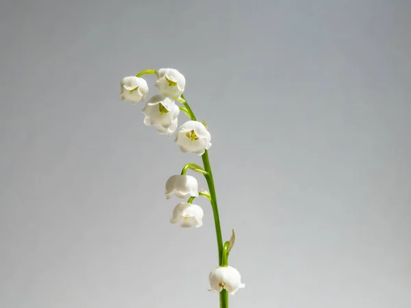 Primer Plano Macroplano Flores Blancas Dulcemente Perfumadas Colgantes Forma Campana — Foto de Stock