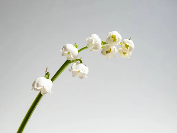 Primer Plano Macroplano Flores Blancas Dulcemente Perfumadas Colgantes Forma Campana — Foto de Stock