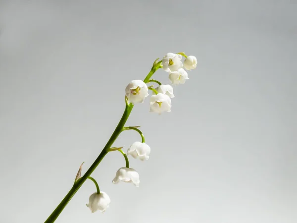 Close Macro Shot Van Zoet Geurende Hangende Klokvormige Witte Bloemen — Stockfoto