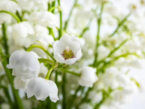 Macro Plano Flores Blancas Dulcemente Perfumadas Colgantes Forma Campana Lirio — Foto de Stock