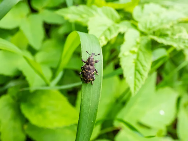 Büyük çam bitinin (Hylobius abietis) bir çim uçlu üzerinde makro çekimi. Özellikle çam ve ladin (Picea cinsi) tohumları için zararlı bir böcektir. Yetişkin buğday bitleri fidelerin kabuğunu yerler.