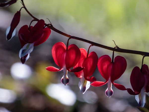 Güzel makro, kalp şeklinde kırmızı ve beyaz kanayan kalp çiçekleri parlak arka planda ve yazın bulanık bokeh arka planda