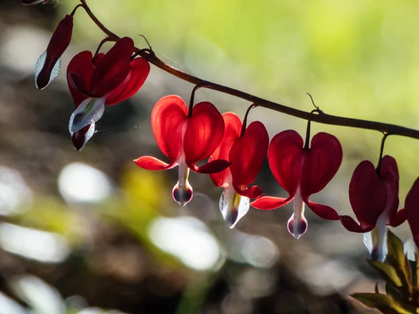 Vacker Makro Hänge Hjärtformade Röda Och Vita Blommor Blödning Hjärta — Stockfoto