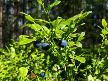 Beautiful and scenic macro view of perfect ripe, blue European blueberries or bilberries (Vaccinium myrtillus) fruits on green plants in bright sunlight in the forest with forest in background clipart