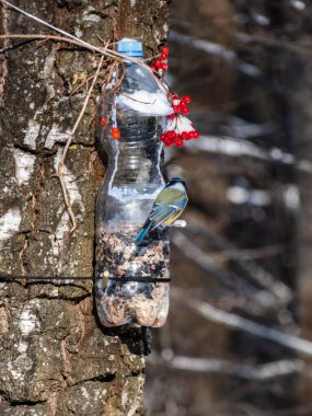 Eurasian blue tit (Cyanistes caeruleus) visiting bird feeder made from reused plastic bottle full with grains and sunflower seeds in a winter day. DIY feeder made from bottle, pencils, hot glue