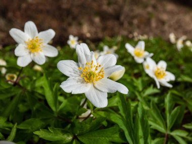 Anemone nemorosa (Anemone nemorosa), açık güneş ışığında açan, ormandaki bulanık yeşil arka planlı beyaz çiçek grubu.