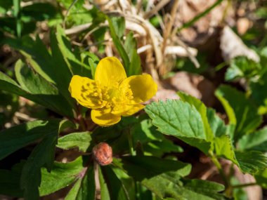 Tek çiçekli Makro Sarı şakayık, sarı ahşap şakayık, ya da çiçekli şakayık (Anemone ranunculoides) baharda açan parlak güneş ışığında bulanık yeşil arka plan