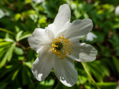 Anemone nemorosa (Anemone nemorosa) parlak arka planda, bulanık yeşil arka planda açan tek bir beyaz çiçek.