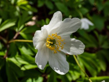 Anemone nemorosa (Anemone nemorosa) parlak arka planda, bulanık yeşil arka planda açan tek bir beyaz çiçek.