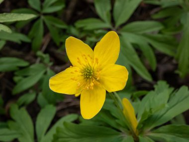 Tek çiçekli Makro Sarı şakayık, sarı ahşap şakayık, ya da çiçekli şakayık (Anemone ranunculoides) baharda açan bulanık yeşil arka planlı