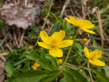 Çiçek makrosu Sarı şakayık, sarı ahşap şakayık, ya da çiçekli şakayık (Anemone ranunculoides) baharda bulanık yeşil arka planla çiçek açar