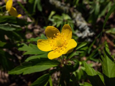 Tek çiçekli Makro Sarı şakayık, sarı ahşap şakayık, ya da çiçekli şakayık (Anemone ranunculoides) baharda açan parlak güneş ışığında bulanık yeşil arka plan