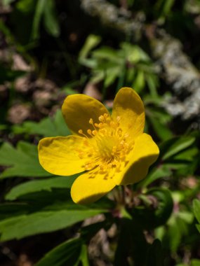 Tek çiçekli Makro Sarı şakayık, sarı ahşap şakayık, ya da çiçekli şakayık (Anemone ranunculoides) baharda açan parlak güneş ışığında bulanık yeşil arka plan