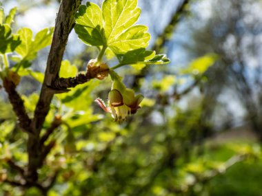Güzel, detaylı bektaşi üzümü (Ribes uva-crispa) yeşil ve kırmızı çiçekleri bulanık arka planda çiçek açarlar. Sığ alan derinliği