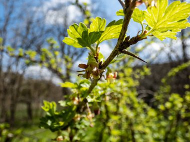 Güzel, detaylı bektaşi üzümü (Ribes uva-crispa) yeşil ve kırmızı çiçekli, bulanık, bokeh arkaplanlı bir dal. Sığ alan derinliği
