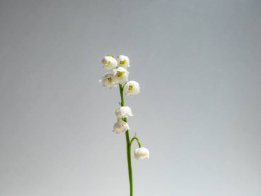 Vadideki Zambak 'ın (Convallaria majalis) tatlı kokulu, çan şeklinde beyaz çiçekleri parlak güneş ışığında beyaz arka planda izole edilmiş yakın çekim makro çekimi. Zarif çiçek arkaplanı