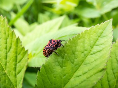 Yetişkin çizgili kalkan böceği (Graphosoma lineatum) yazın yeşil bir yaprağın üzerinde, geniş siyah boylamsal çizgilerle kırmızı renkte kalmaktadır. Alt görünüm - birçok küçük siyah noktalı kırmızı