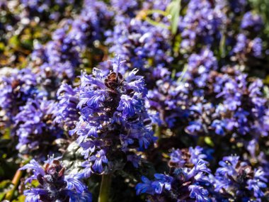 Güzel mor çiçek arkaplanı. Ajuga Piramitsel Borazan (Ajuga Piramitsel Piramitleri) 'Mor Kıtır' soluk mavi, sivri uçlu parlak güneş ışığı altında çiçek açar.