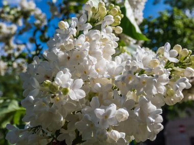 Beyaz, açık, parlak güneş ışığı ve yeşil arkaplandaki leylak çiçeklerine yakın.